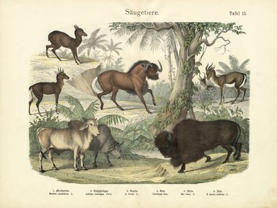 Mammals by German School